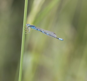 Coenagrion scitulum (Coenagrionidae)  - Agrion mignon - Dainty Damselfly Pas-de-Calais [France] 08/06/2008 - 20m