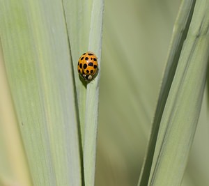 Harmonia axyridis (Coccinellidae)  - Coccinelle asiatique, Coccinelle arlequin - Harlequin ladybird, Asian ladybird, Asian ladybeetle Nord [France] 29/06/2008 - 10m