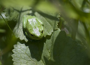 Hyla arborea (Hylidae)  - Rainette verte - Common Tree Frog Pas-de-Calais [France] 14/06/2008 - 10m