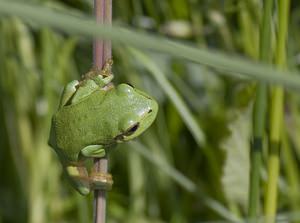 Hyla arborea (Hylidae)  - Rainette verte - Common Tree Frog Pas-de-Calais [France] 14/06/2008 - 10m