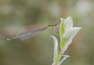 Ischnura elegans (Coenagrionidae)  - Agrion élégant - Blue-tailed Damselfly Pas-de-Calais [France] 08/06/2008 - 20mfemelle type C