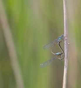 Ischnura elegans (Coenagrionidae)  - Agrion élégant - Blue-tailed Damselfly Nord [France] 29/06/2008