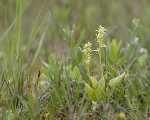 Liparis loeselii (Orchidaceae)  - Liparis de Loesel - Fen Orchid Pas-de-Calais [France] 07/06/2008 - 10m