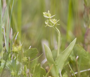 Liparis loeselii var. ovata (Orchidaceae)  - Liparis ovale Pas-de-Calais [France] 14/06/2008 - 10m