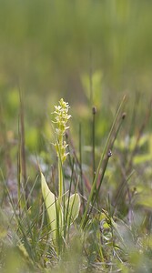 Liparis loeselii var. ovata (Orchidaceae)  - Liparis ovale Pas-de-Calais [France] 14/06/2008 - 10m