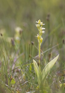 Liparis loeselii var. ovata (Orchidaceae)  - Liparis ovale Pas-de-Calais [France] 14/06/2008 - 10m