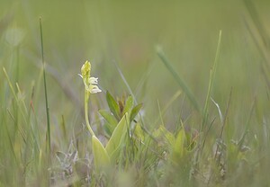 Liparis loeselii var. ovata (Orchidaceae)  - Liparis ovale Pas-de-Calais [France] 07/06/2008 - 10m