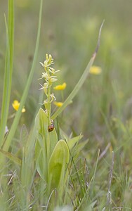 Liparis loeselii var. ovata (Orchidaceae)  - Liparis ovale Pas-de-Calais [France] 07/06/2008 - 10m