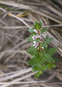 Lysimachia maritima (Primulaceae)  - Glaux maritime, Herbe au lait - Sea-milkwort Pas-de-Calais [France] 08/06/2008