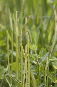 Ophioglossum vulgatum (Ophioglossaceae)  - Ophioglosse répandu, Herbe paille-en-queue, Herbe un coeur, Langue de serpent - Adder's-tongue Pas-de-Calais [France] 14/06/2008 - 10m