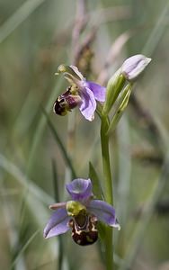 Ophrys apifera (Orchidaceae)  - Ophrys abeille - Bee Orchid Pas-de-Calais [France] 14/06/2008 - 10m