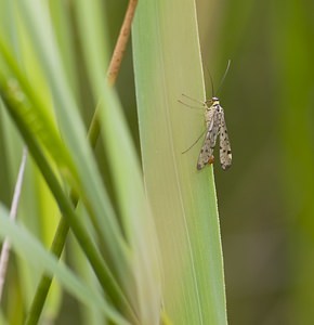Panorpa communis (Panorpidae)  - Mouche scorpion, Panorpe commune Nord [France] 29/06/2008