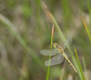 Sympetrum striolatum (Libellulidae)  - Sympétrum fascié - Common Darter Nord [France] 29/06/2008 - 10m