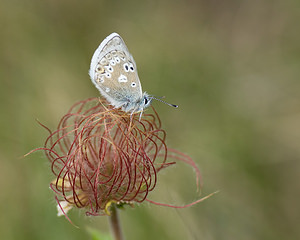 Agriades glandon (Lycaenidae)  - Azuré des Soldanelles, Argus gris-bleu  [Andorre] 17/07/2008 - 2400m