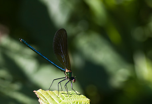 Calopteryx virgo (Calopterygidae)  - Caloptéryx vierge - Beautiful Damselfly Tarn-et-Garonne [France] 18/07/2008 - 100m