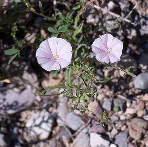 Convolvulus cantabrica (Convolvulaceae)  - Liseron des monts Cantabriques, Liseron de Cantabrie, Herbe de Biscaye Sobrarbe [Espagne] 14/07/2008 - 860m