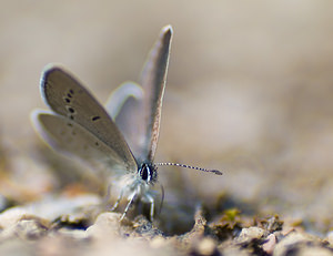 Cupido alcetas (Lycaenidae)  - Azuré de la Faucille, Argus rase-queue, Azuré frêle - Small Blue Ariege [France] 09/07/2008 - 810m