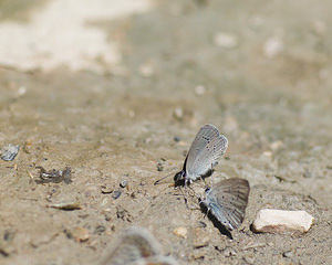 Cupido alcetas (Lycaenidae)  - Azuré de la Faucille, Argus rase-queue, Azuré frêle - Small Blue Haute-Ribagorce [Espagne] 15/07/2008 - 980m