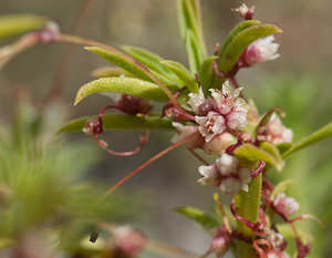 Cuscuta epithymum (Convolvulaceae)  - Cuscute du thym, Cuscute à petites fleurs, Petite cuscute - Dodder Sobrarbe [Espagne] 13/07/2008 - 610m
