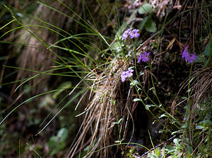 Erinus alpinus (Plantaginaceae)  - Érine des Alpes, Mandeline des Alpes - Fairy Foxglove Hautes-Pyrenees [France] 13/07/2008 - 1690m