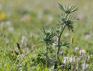 Eryngium bourgatii (Apiaceae)  - Panicaut de Bourgat Sobrarbe [Espagne] 14/07/2008 - 1640m