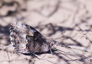 Hipparchia semele (Nymphalidae)  - Agreste - Grayling [butterfly] Sobrarbe [Espagne] 14/07/2008 - 860m