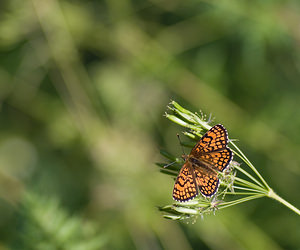 Melitaea athalia (Nymphalidae)  - Mélitée du Mélampyre, Damier Athalie - Heath Fritillary Haute-Ribagorce [Espagne] 15/07/2008 - 1090m