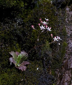 Micranthes clusii subsp. Clusii (Saxifragaceae)  - Saxifrage de l'écluse Ariege [France] 08/07/2008 - 1590m