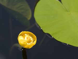 Nuphar lutea (Nymphaeaceae)  - Nénuphar jaune, Nénufar jaune - Yellow Water-lily Ariege [France] 09/07/2008 - 1310m