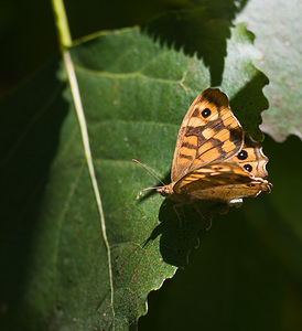 Pararge aegeria (Nymphalidae)  - Tircis, Argus des Bois, Égérie - Speckled Wood Tarn-et-Garonne [France] 18/07/2008 - 100m