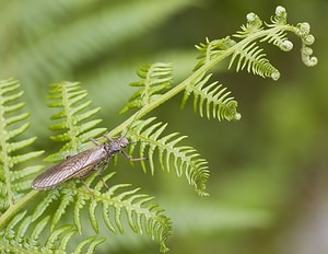 Perla marginata (Perlidae)  Ariege [France] 08/07/2008 - 940m