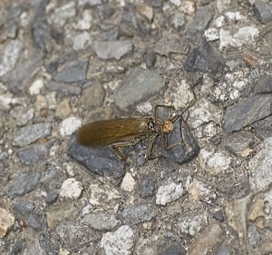 Perla marginata (Perlidae)  Ariege [France] 08/07/2008 - 930m