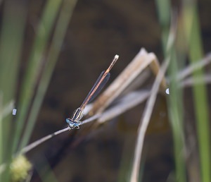 Platycnemis acutipennis (Platycnemididae)  - Agrion orangé Ariege [France] 09/07/2008 - 1320m