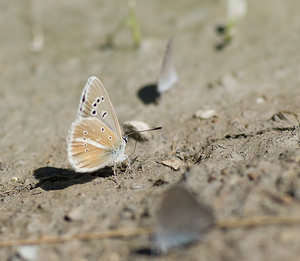 Polyommatus damon (Lycaenidae)  - Sablé du Sainfoin Haute-Ribagorce [Espagne] 15/07/2008 - 980m