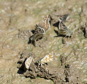 Pyrgus  (Hesperiidae)  Haute-Ribagorce [Espagne] 15/07/2008 - 980mPlusieurs esp?ces sur une flaque.