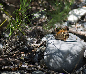 Pyronia bathseba (Nymphalidae)  - Ocellé rubané, Tityre, Titire Sobrarbe [Espagne] 13/07/2008 - 610m