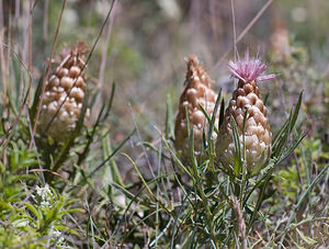 Rhaponticum coniferum (Asteraceae)  - Rhapontic conifère, Pomme-de-pin, Leuzée conifère, Leuzée à cônes, Leuzée pomme-de-pin Sobrarbe [Espagne] 14/07/2008 - 870m