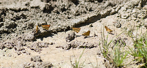 Thymelicus sylvestris (Hesperiidae)  - Hespérie de la Houque - Small Skipper Haute-Ribagorce [Espagne] 15/07/2008 - 980m