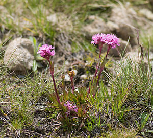 Viscaria alpina (Caryophyllaceae)  - Viscaire des Alpes, Silène de Suède  [Andorre] 17/07/2008 - 2400m