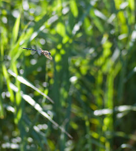 Aeshna mixta (Aeshnidae)  - aeschne mixte - Migrant Hawker Nord [France] 15/08/2008 - 20m