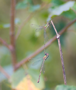 Chalcolestes viridis (Lestidae)  - Leste vert - Green Emerald Damselfly Nord [France] 15/08/2008 - 30m