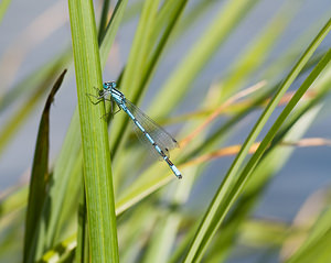 Enallagma cyathigerum (Coenagrionidae)  - Agrion porte-coupe - Common Blue Damselfly Nord [France] 15/08/2008 - 30m