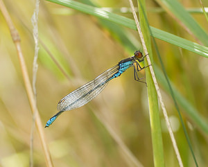 Erythromma viridulum (Coenagrionidae)  - Naïade au corps vert - Small Red-eyed Damselfly Nord [France] 23/08/2008 - 20m