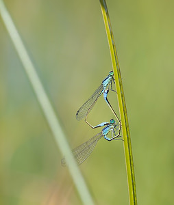 Ischnura elegans (Coenagrionidae)  - Agrion élégant - Blue-tailed Damselfly Nord [France] 15/08/2008 - 20m