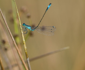 Ischnura elegans (Coenagrionidae)  - Agrion élégant - Blue-tailed Damselfly Marne [France] 31/08/2008 - 110m