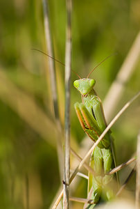 Mantis religiosa (Mantidae)  - Mante religieuse - Praying Mantis Marne [France] 30/08/2008 - 150m