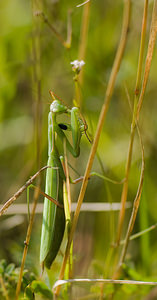 Mantis religiosa (Mantidae)  - Mante religieuse - Praying Mantis Marne [France] 30/08/2008 - 150m