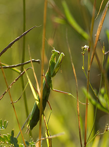 Mantis religiosa (Mantidae)  - Mante religieuse - Praying Mantis Marne [France] 30/08/2008 - 150m