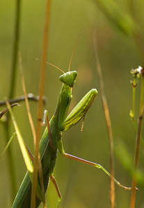 Mantis religiosa (Mantidae)  - Mante religieuse - Praying Mantis Marne [France] 30/08/2008 - 150m