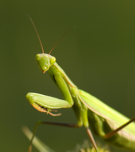 Mantis religiosa (Mantidae)  - Mante religieuse - Praying Mantis Marne [France] 30/08/2008 - 150m